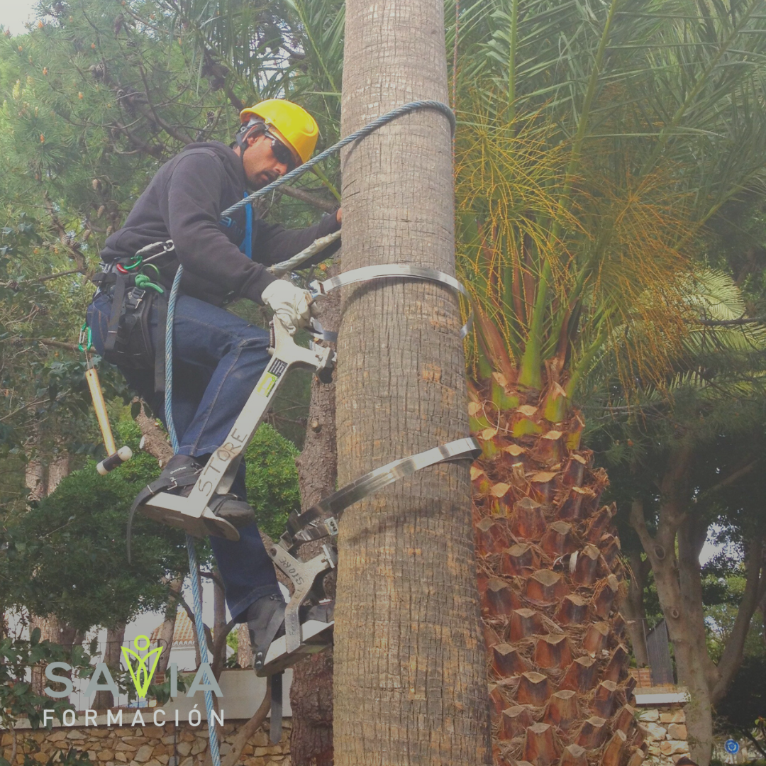 Hombre con arnés y casco, subido en una palmeral podándola. Imagen representativa del curso de poda de palmeras impartido por Savia Formación.