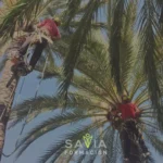 Profesionales realizando poda de palmeras en altura con equipo de seguridad en el curso de poda de palmeras de Savia Formación